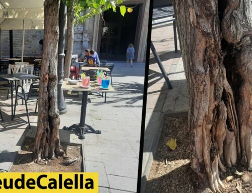 Alerten d’un arbre podrit amb risc de caiguda a la plaça de l’Església