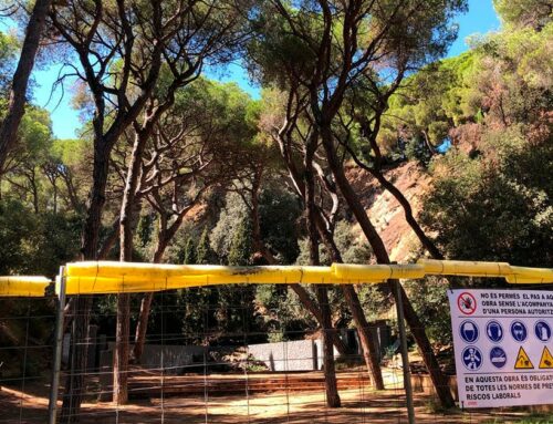 Els Amics del Parc Dalmau denuncien que es talaran dos pins centenaris per les obres de la bassa de la Pedrera