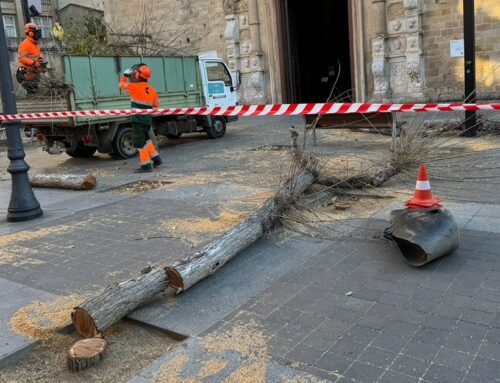 L’Ajuntament tala els arbres de la plaça de l’Església pel risc de caiguda