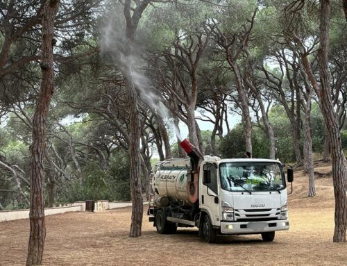 L’Ajuntament aplica un tractament contra la processionària del pi